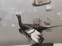 -辽宁古生物博物馆