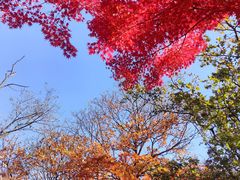 -八大关景区