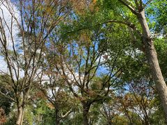 -上海海湾国家森林公园