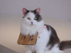 -怪兽屋·羊驼·猫咖·狗咖(俊华广场店)