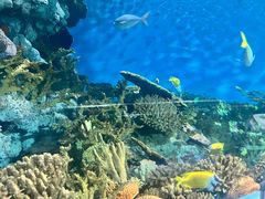 -上海海洋水族馆