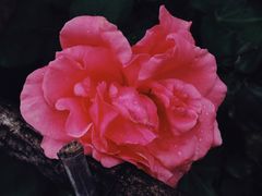 -紫海香堤香草艺术庄园