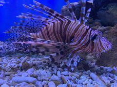 -太平洋海底世界