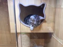 -PETKIT 小佩宠物·低压洗护·美容·寄养(安远店)