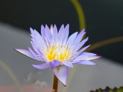 -上海辰山植物园