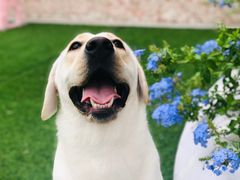 -汪说喵讲宠物乐园宠物酒店(红星美凯龙店)