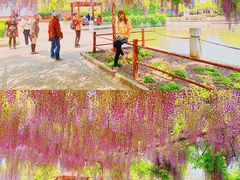 -嘉定紫藤园