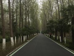 -合肥滨湖国家森林公园