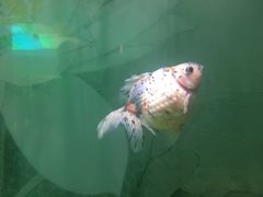 -北戴河圣蓝海洋公园