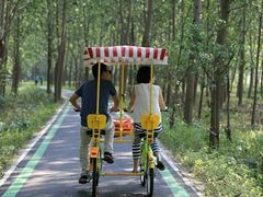 -合肥滨湖国家森林公园