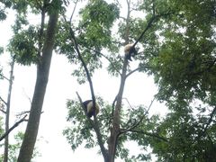 -中国大熊猫保护研究中心雅安碧峰峡基地