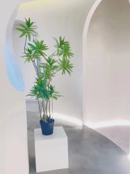 -VE专注问题肌·赛诺龙&科学美肤中心