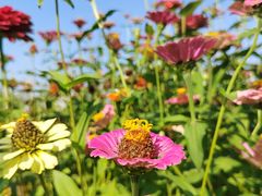 -洋湖国家湿地公园