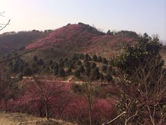 新建村梅林-新建村梅花