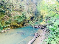 -怀托摩萤火虫洞