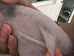 -BABYDOG宝贝狗宠物乐园(欧洲城店)