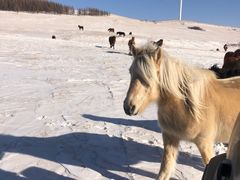 -塞罕坝国家级自然保护区