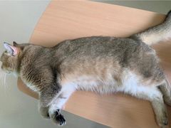 -猫在这儿猫咪咖啡馆·撸猫馆