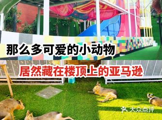 噢！那么多可爱的小动物居然都在这里！？