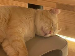 -猫腻·猫咖·撸猫馆(星光大道店)