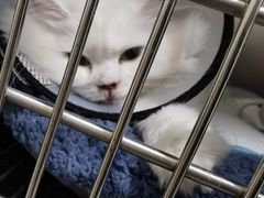 -瑞派康怡24h宠物医院·犬猫医疗中心·微创绝育(瑞景分院)