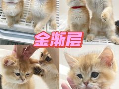-lincat·猫舍(广州店)