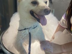 -PETKIT小佩宠物·低压洗护(国顺东路店)