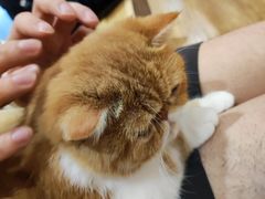 -滚猫咖啡·猫咖·猫友好撸猫(未来城店)