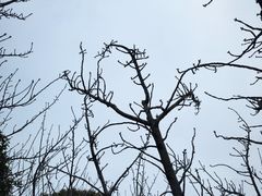 -高东镇樱花园