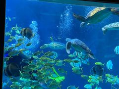 -太平洋海底世界