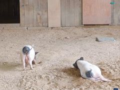 -秦皇岛野生动物园