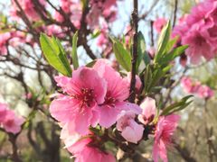 -南汇桃花村