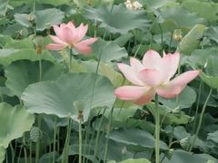-漳泽水库水上公园