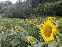-武陵山森林公园