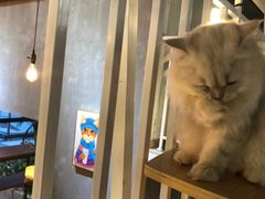 -松果猫咖(桐乡吾悦金街店)