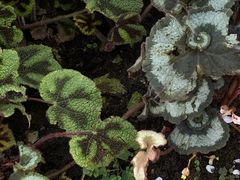 -国家植物园南园