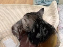 -COLOR PETS 撸猫馆·购猫·猫咖(长风大悦城店)