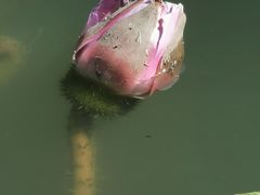 -无锡梅园公园