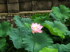 -四川大学(华西校区)