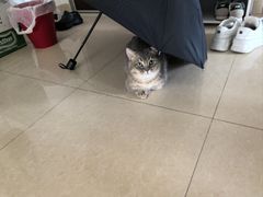 -瑞鹏宠物医院·骨科·猫科·内科(第一中心)