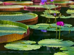 -国家植物园南园