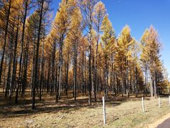 -塞罕坝国家级自然保护区