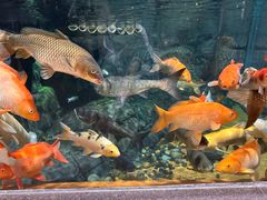 -上海海洋水族馆