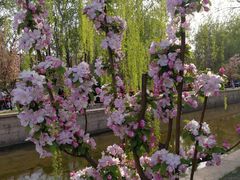 -海棠花溪(元大都城垣遗址公园)