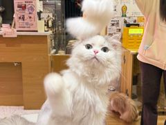 -滚猫咖啡·猫咖·猫友好撸猫(未来城店)
