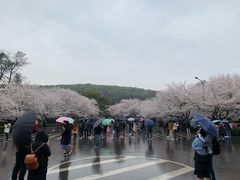 -武汉大学-樱园