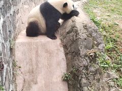 -都江堰中华大熊猫苑