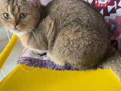 -喵屿·大理花园猫咖