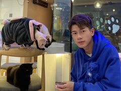 -喵园·猫主题咖啡厅·撸猫·猫咖(国贸店)