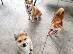 -柴犬高等学院·狗咖·柴犬售卖·宠物训练